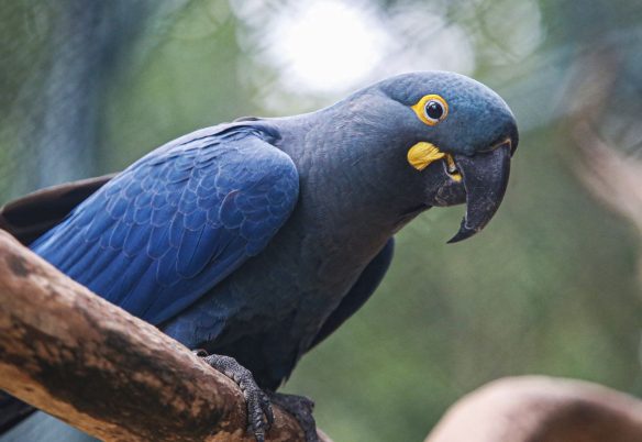Lista de fauna ameaçada tem 180 animais incluídos e 150 retirados
