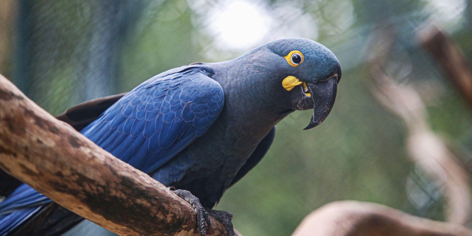 Imagem relativa a Lista de fauna ameaçada tem 180 animais incluídos e 150 retirados