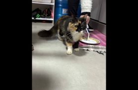 Gato é encontrado no bairro São Cristóvão