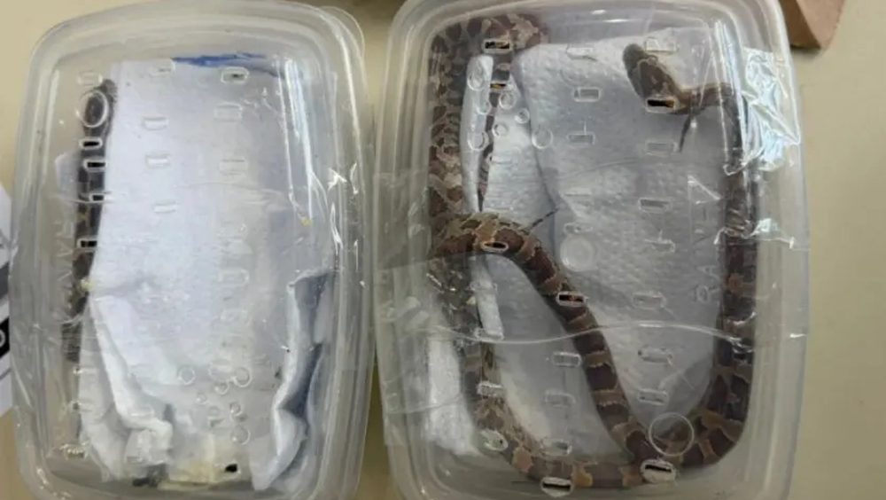 Cobras exóticas enviadas por encomenda são apreendidas em centro dos Correios no Paraná Imagem referente a Cobras exóticas enviadas por encomenda são apreendidas em centro dos Correios no Paraná