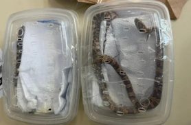 Cobras exóticas enviadas por encomenda são apreendidas em centro dos Correios no Paraná