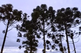Dia Nacional da Araucária reforça importância da preservação da árvore símbolo do Paraná