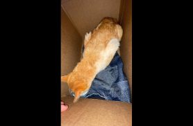 Gato é encontrado no bairro Coqueiral