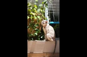 Gata Cukiê desapareceu no bairro Parque Verde