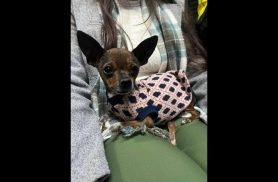 Cachorro é encontrado no bairro Neva