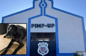 Policiais penais acusam administração da Penitenciária Industrial de maus-tratos a cão “Neguinho” Policiais penais acusam administração da Penitenciária Industrial de maus-tratos a cão “Neguinho”