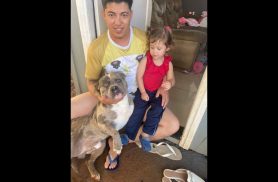 Cachorro Atende por toreto desapareceu no bairro Floresta