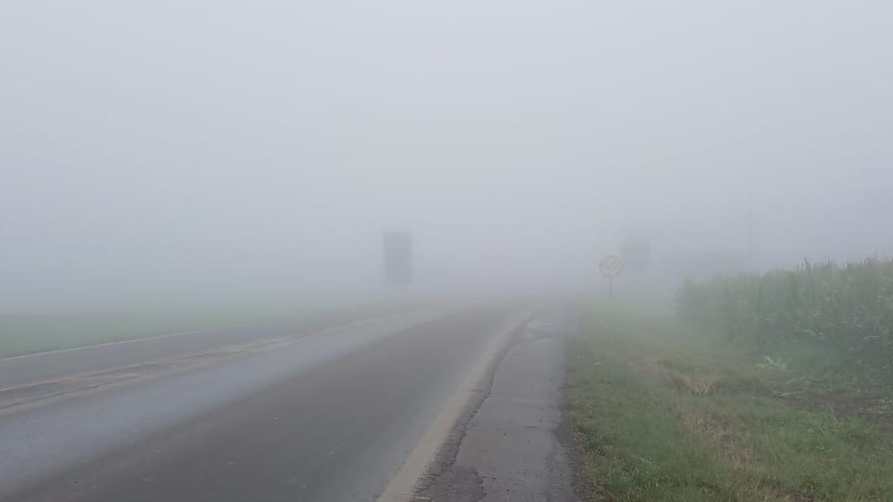 Imagem referente a Cervo, veado, capivara: quem é responsável quando animal silvestre destrói seu carro numa rodovia com pedágio no Paraná?
