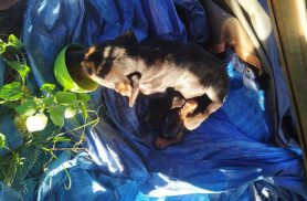 Cachorrinha de rua dá à luz durante onda de frio e mobiliza pedido de ajuda em Cascavel