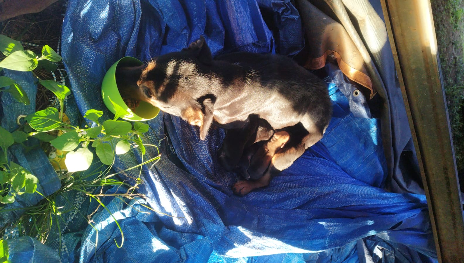 Cachorrinha de rua dá à luz durante onda de frio e mobiliza pedido de ajuda em Cascavel