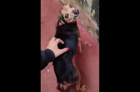 Cachorro Fuche desapareceu no bairro Neva Cachorro Fuche desapareceu no bairro Neva