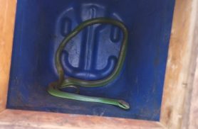 Cobra é retirada do Hospital Universitário pelos Bombeiros em Cascavel
