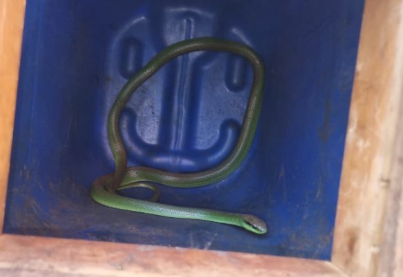 Cobra é retirada do Hospital Universitário pelos Bombeiros em Cascavel