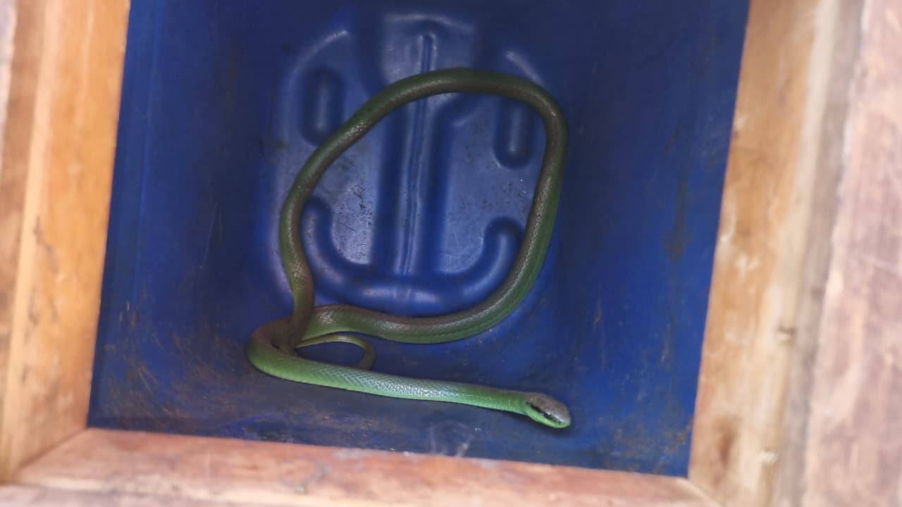 Cobra é retirada do Hospital Universitário pelos Bombeiros em Cascavel
