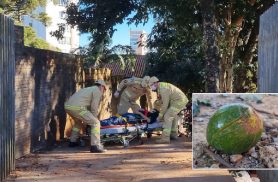 Subiu no abacateiro e acabou na UPA: homem cai de sete metros de altura no Country  