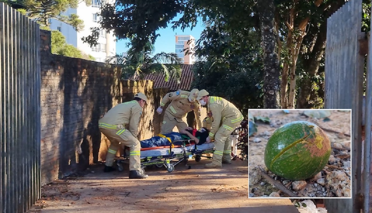 Subiu no abacateiro e acabou na UPA: homem cai de sete metros de altura no Country  