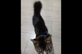 Gato é encontrado no bairro São Cristóvão