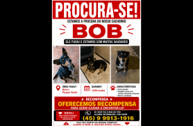 Cachorro Bob desapareceu no bairro Parque Verde