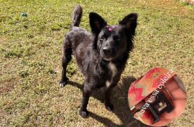 Cachorra é encontrada no bairro Tropical III