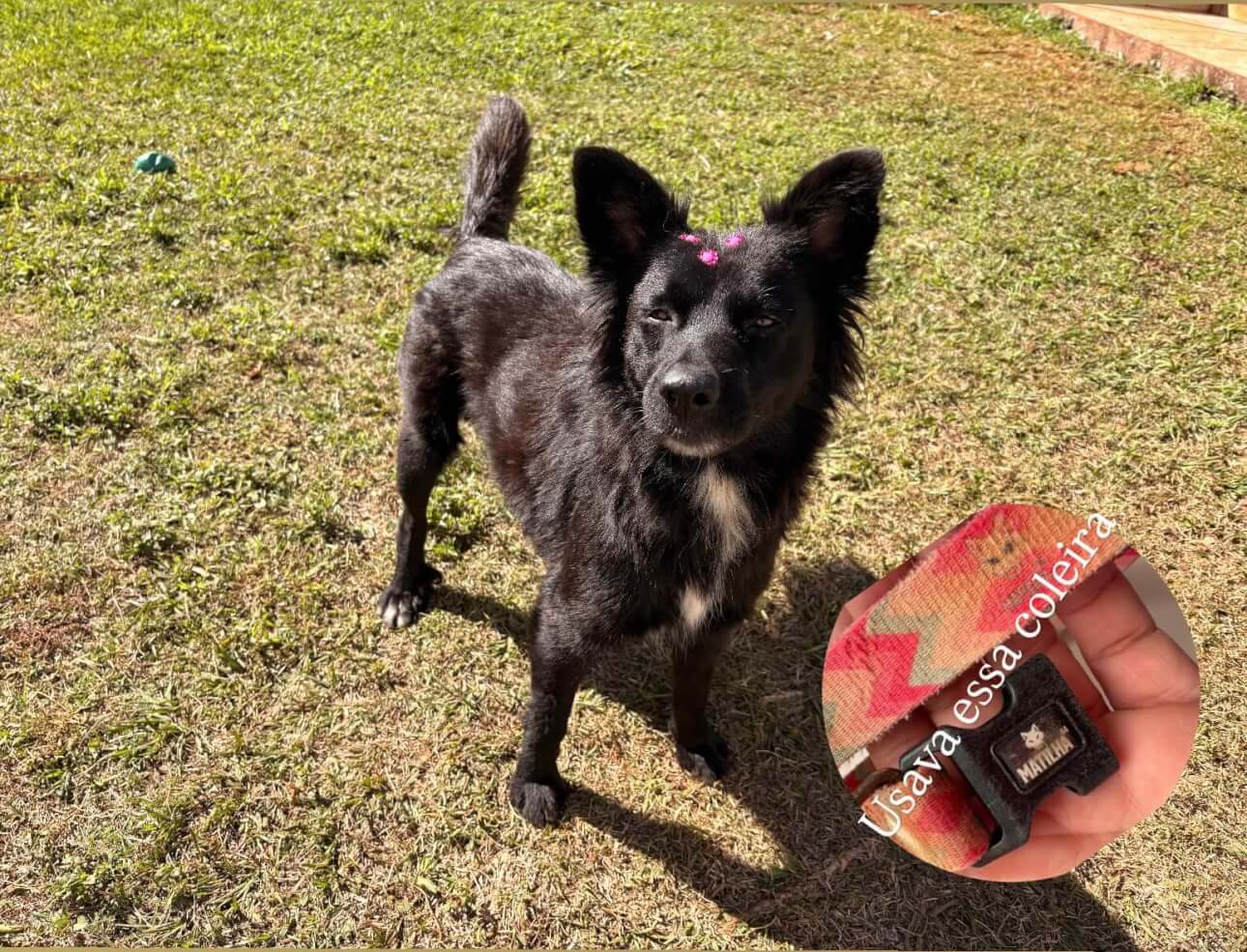 Imagem referente a Cachorra é encontrada no bairro Tropical III