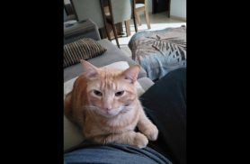 Gato Simba desapareceu no bairro Canadá