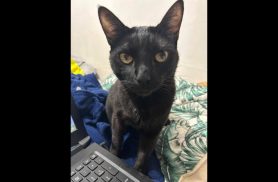 Gato Panterinha desapareceu no bairro Claudete