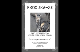 Gato FUMAÇA desapareceu no bairro Presidente