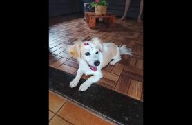 Cachorra Docinho desapareceu no bairro São Cristóvão
