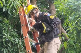 Operação 'Miau': Bombeiros resgatem gatinho em árvore