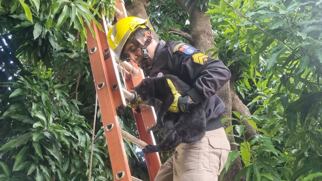 Operação ‘Miau’: Bombeiros resgatem gatinho em árvore