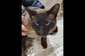 Gato é encontrado no bairro Recanto Tropical