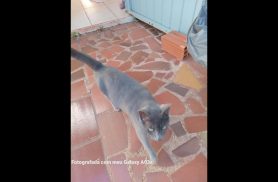 Gata Mima desapareceu no bairro Parque São Paulo