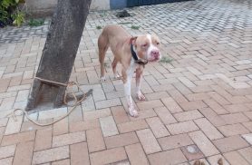 Internauta denuncia maus-tratos a pitbull amarrado e ferido na região norte de Cascavel