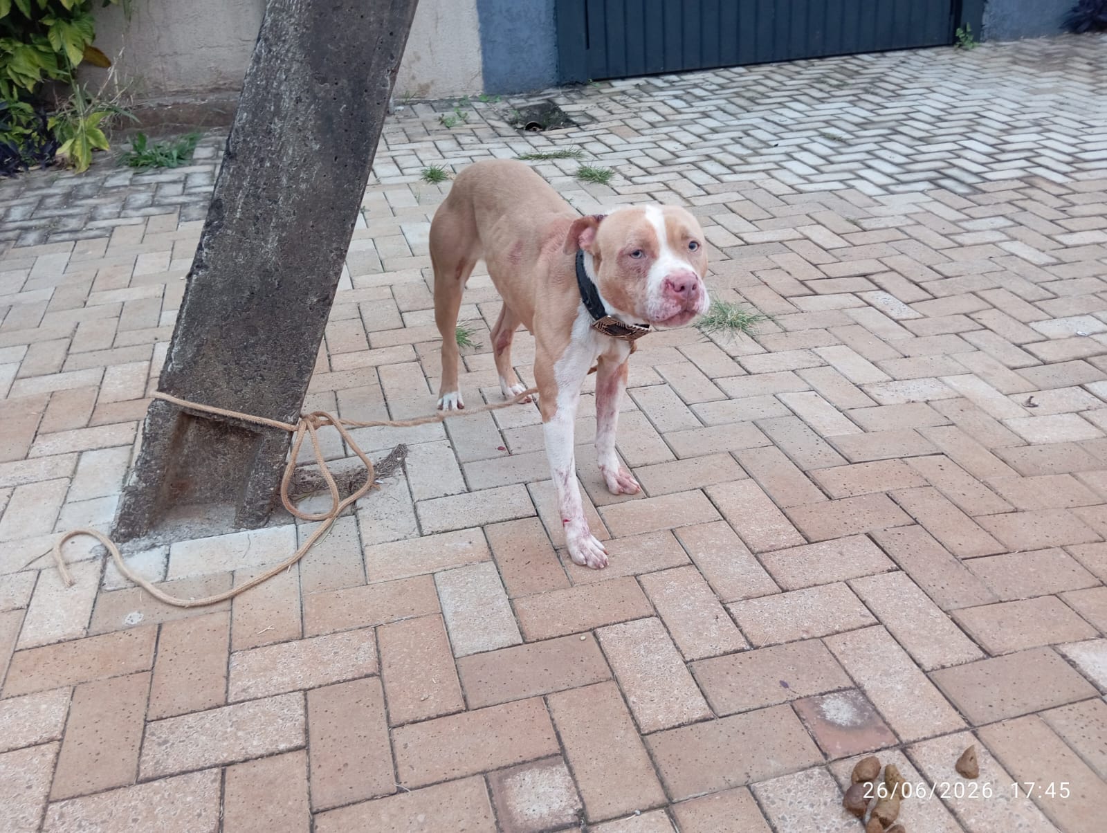Internauta denuncia maus-tratos a pitbull amarrado e ferido na região norte de Cascavel