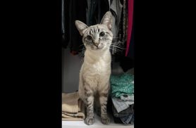 Gato Snow desapareceu no bairro Barcelona