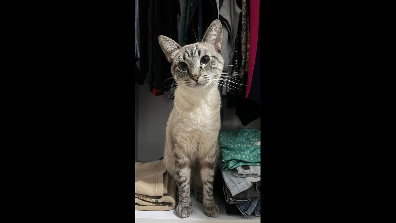 Imagem referente a Gato Snow desapareceu no bairro Barcelona