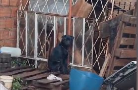 Cão está há três dias acorrentado e exposto à chuva e ao frio no Julieta Bueno