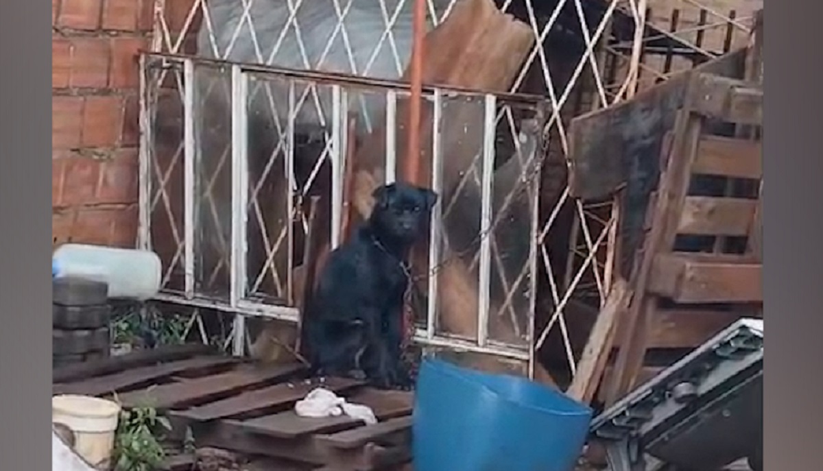 Cão está há três dias acorrentado e exposto à chuva e ao frio no Julieta Bueno