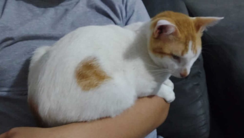 Gato Neo desapareceu no bairro Neva Imagem referente a Gato Neo desapareceu no bairro Neva