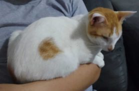 Gato Neo desapareceu no bairro Neva