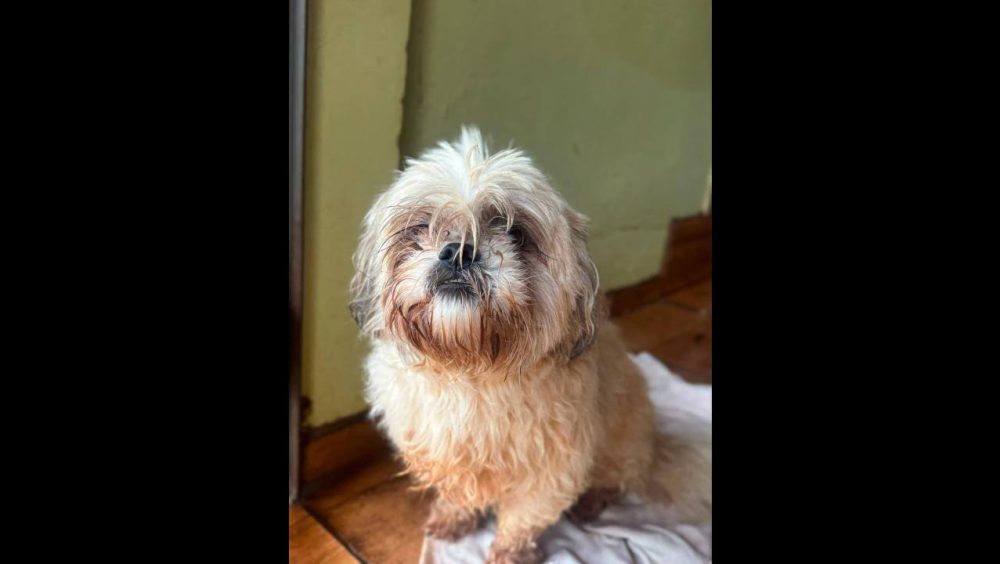 Cachorro é encontrado no bairro Brasília Imagem referente a Cachorro é encontrado no bairro Brasília