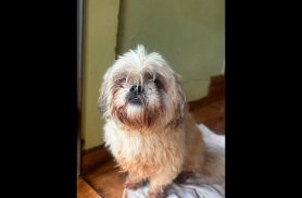 Cachorro é encontrado no bairro Brasília