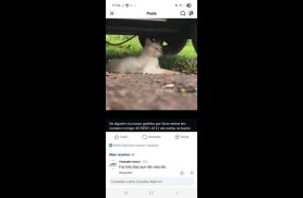 Gato Pudim desapareceu no bairro Parque Verde