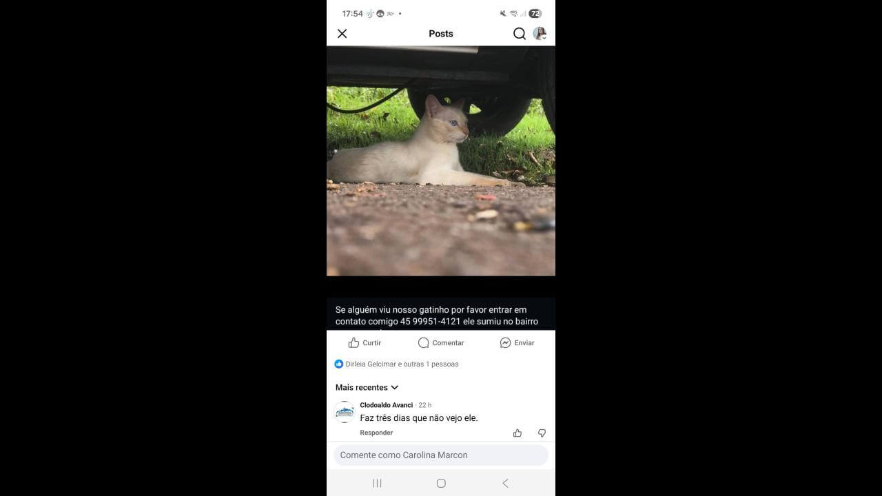 Imagem referente a Gato Pudim desapareceu no bairro Parque Verde