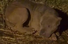 Cachorra é encontrada no bairro Jardim Montovani