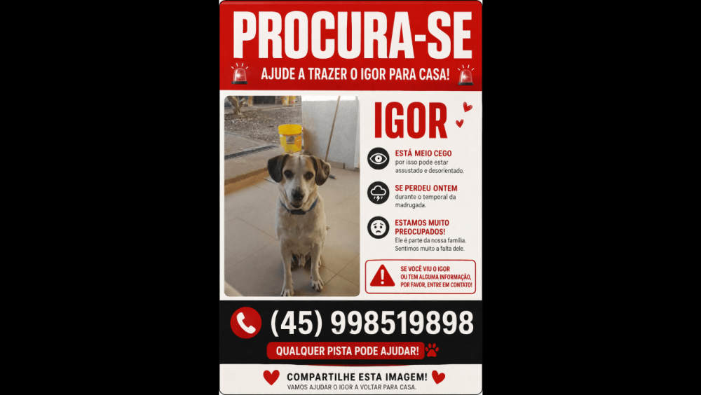 Cachorro Igor desapareceu no bairro Alto Alegre Imagem referente a Cachorro Igor desapareceu no bairro Alto Alegre