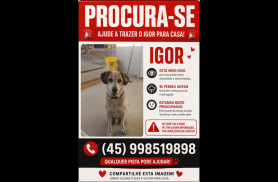 Cachorro Igor desapareceu no bairro Alto Alegre