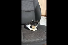 Gato Mimi desapareceu no bairro Pioneiros Catarinenses