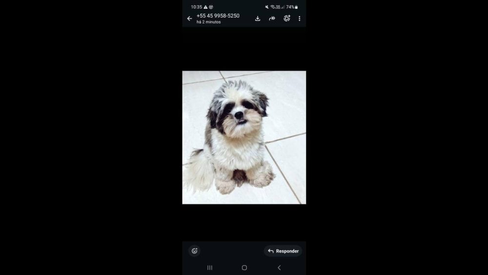 Cachorro desapareceu no bairro Claudete Imagem referente a Cachorro desapareceu no bairro Claudete