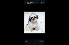Cachorro desapareceu no bairro Claudete